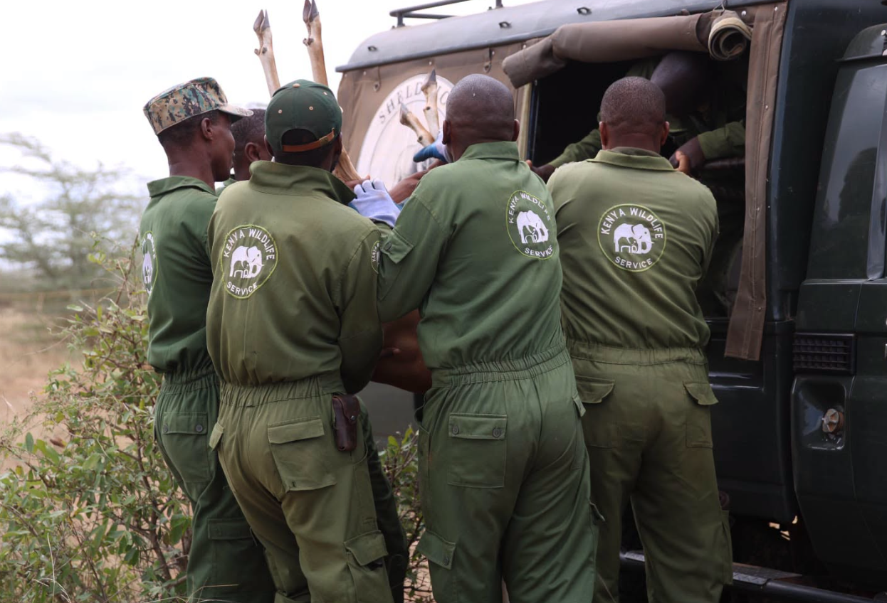 KWS Relocates 24 Grant’s Gazelles to Tsavo East National Park - Image 2
