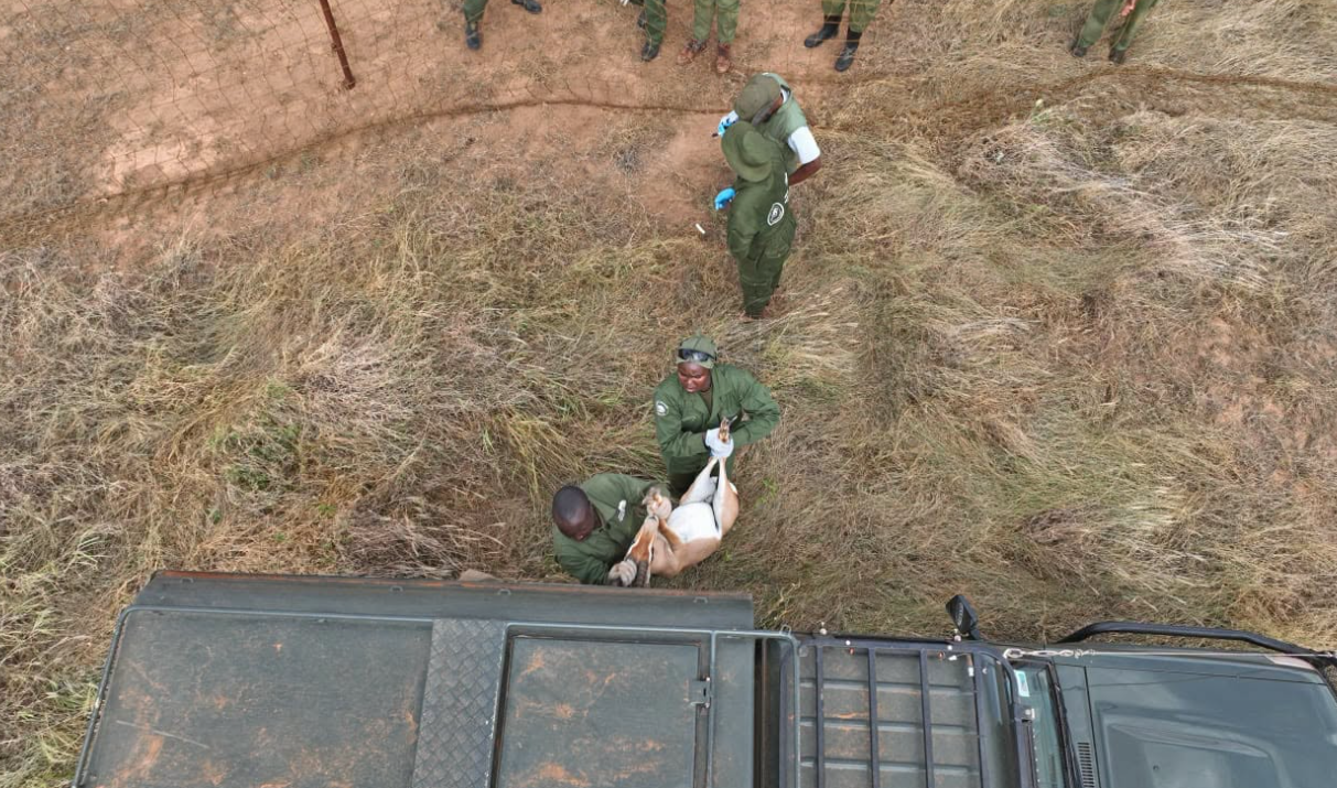 KWS Relocates 24 Grant’s Gazelles to Tsavo East National Park - Image 3
