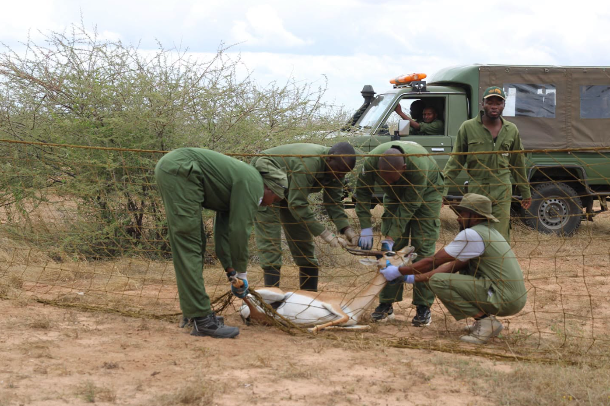 KWS Relocates 24 Grant’s Gazelles to Tsavo East National Park - Image 4