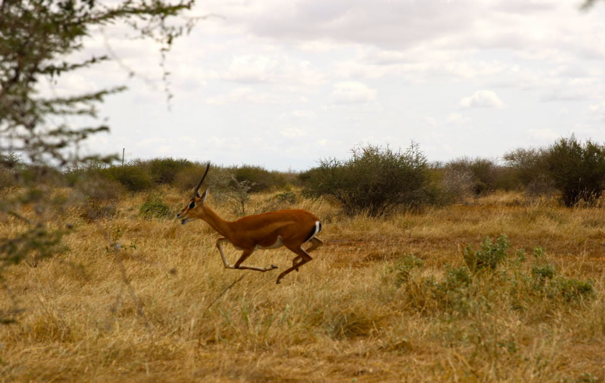 KWS Relocates 24 Grant’s Gazelles to Tsavo East National Park - Image 1